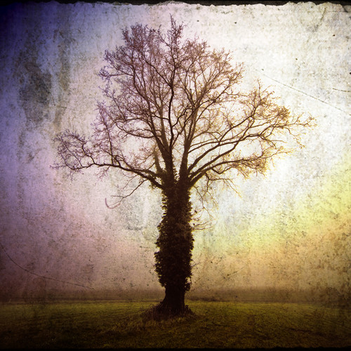 image of a tree for music cover