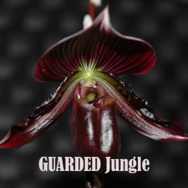 Guarded Jungle